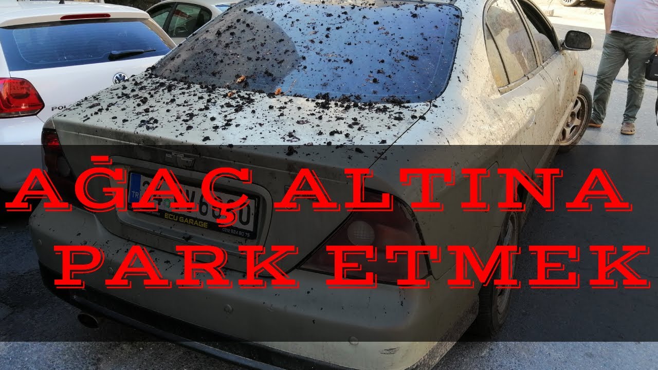 Ağaçların Altına 🚘 Park Edenler Aman Dikkat!🤦🏻‍♂️ Başıma Gelmez Demeyin,🐦Pisliği, Reçine ve Çözmleri