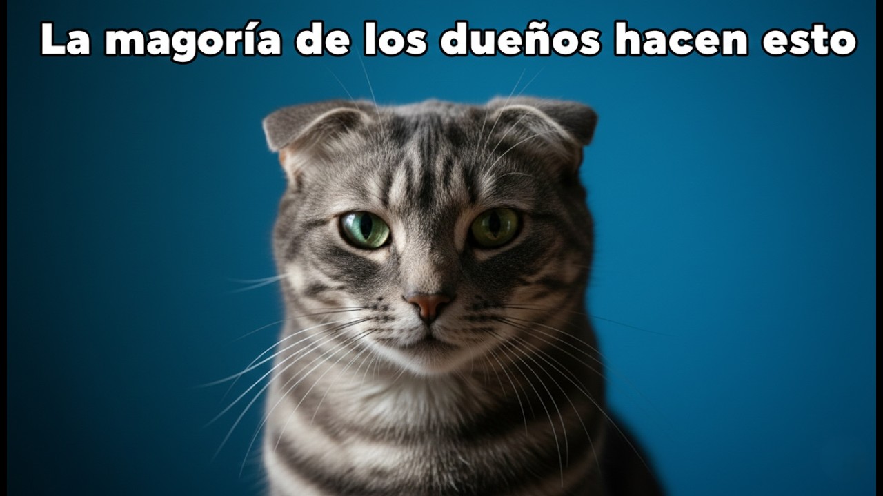 El error oculto que la mayoría de los dueños de gatos cometen sin darse cuenta
