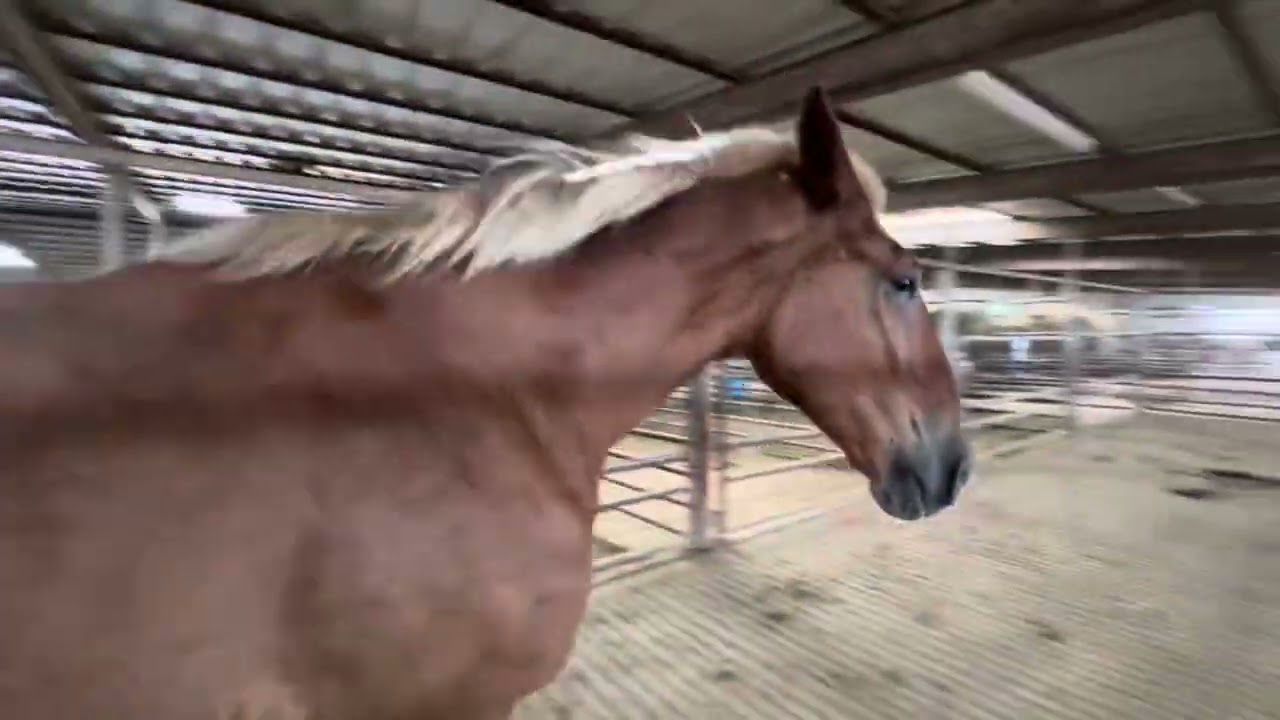 Last Call!!! We are trying to save another 4 Belgian Draft horses from shipping to slaughter!