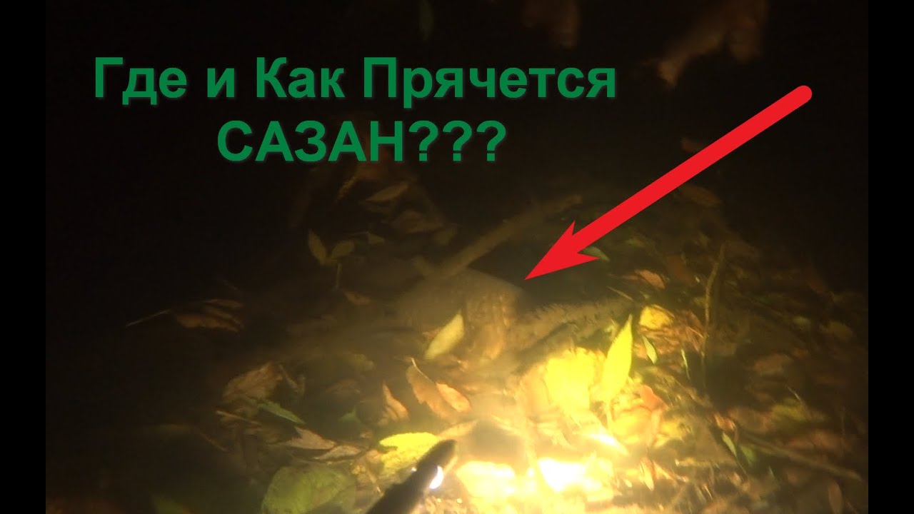 Где Прячется САЗАН??? Подводная Охота 2023-2024
