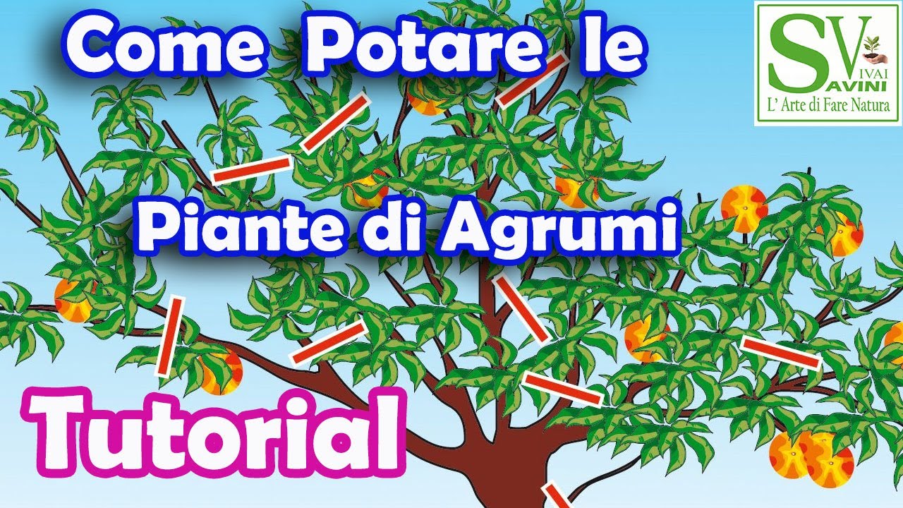 Come potare le piante Agrumi