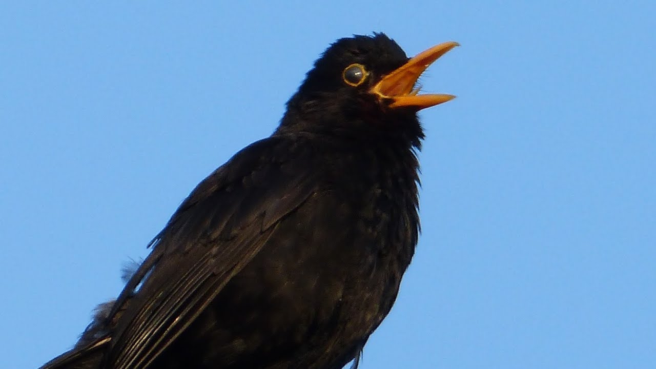 Il Canto del Merlo / Amsel Gesang / Merle Noir Chant / Blackbird Song / Kos Pjeva / Mirlo Cantando