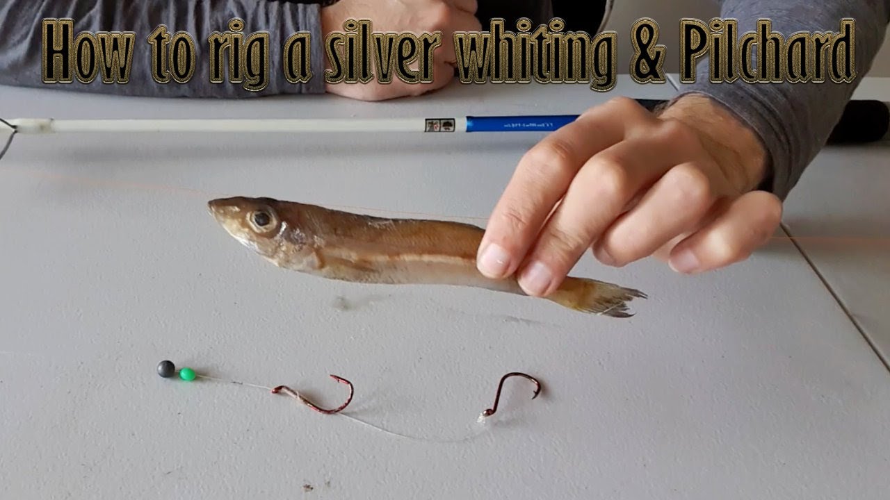 Perfect Bait Presentation | Snapper Rig | How to Rig a Pilchard !!