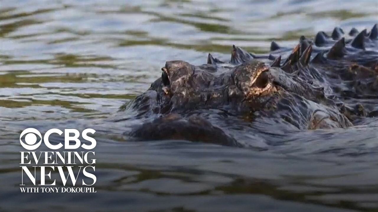 String of alligator attacks may be related to hot weather