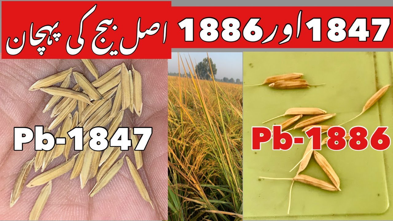 Pusa Basmati 1847 vs 1886 seed ke pahchan || pb1847 || pb1886 ||#umarfarminghub