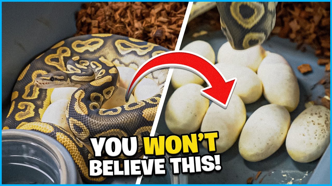 Is This Wrong ? Update We Been Waiting For ! 900 Gram Snake Lays Huge Clutch!