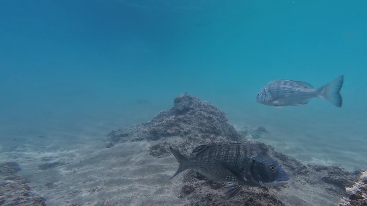 2026/01/06(水) 葉山の海を覗く