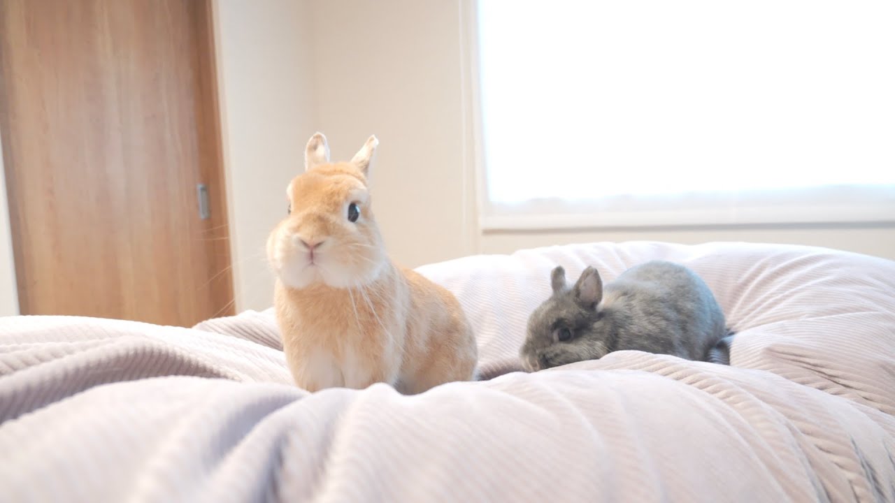 初めて飼い主のお布団にうさぎ達を招いたらテンション上がって最高に可愛かったです【No.1104】