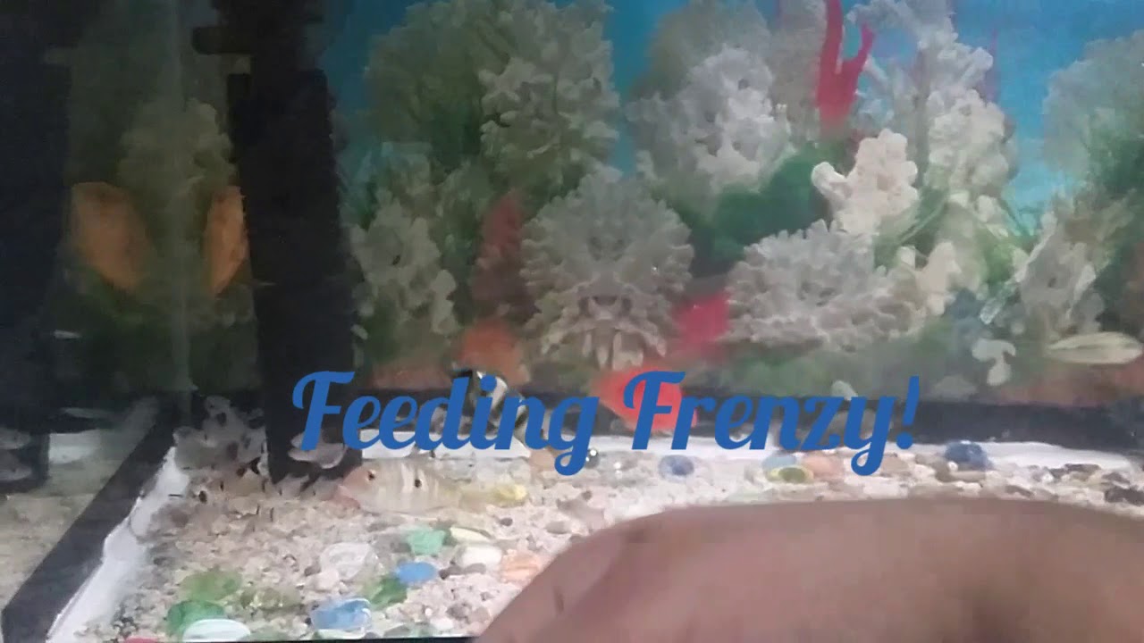Fish ~ Feeding 3 Foot Community Fish Tank!