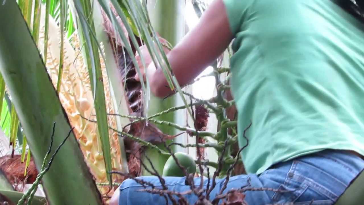 Controlled Pollination Part 2