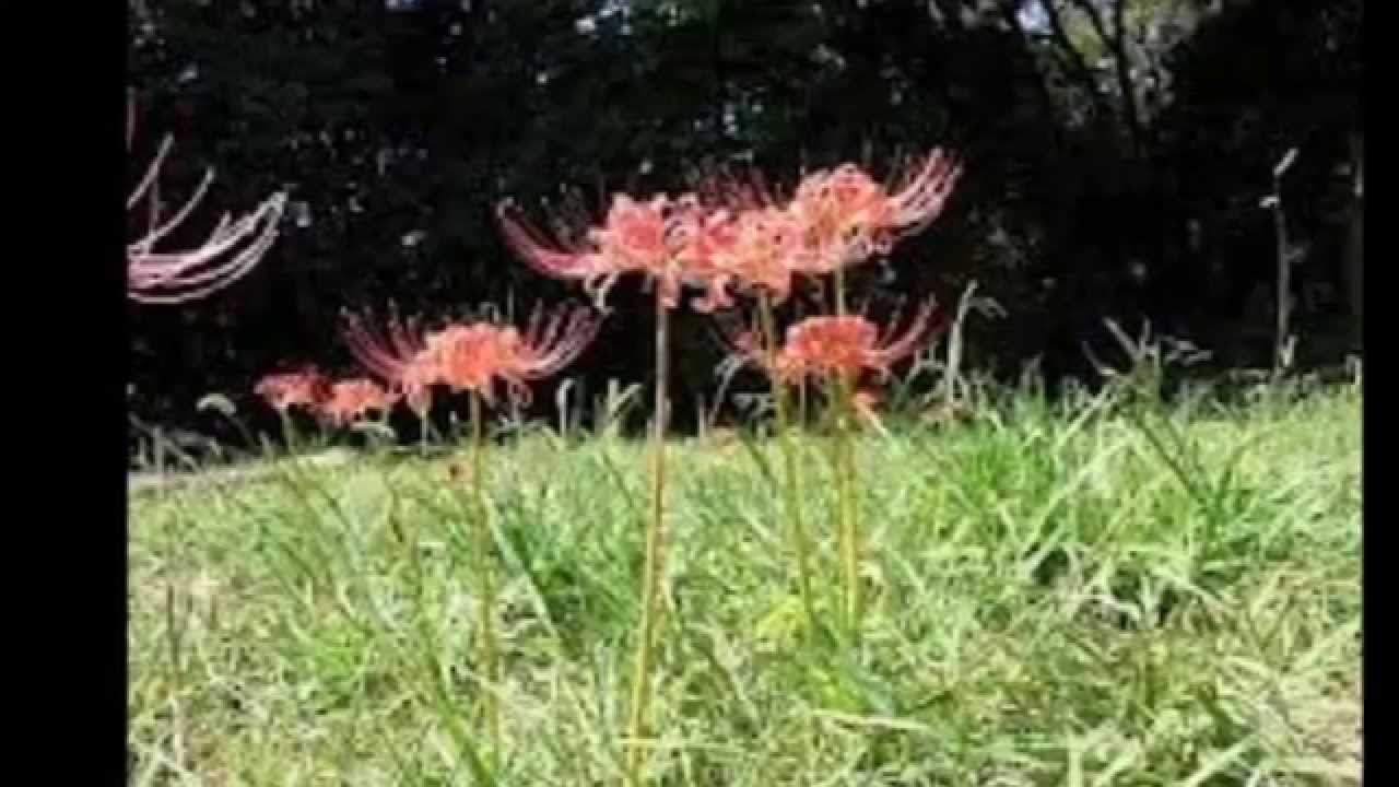山形西高校合唱団の思い出 3 高田三郎『遥かな歩み』より「花野」