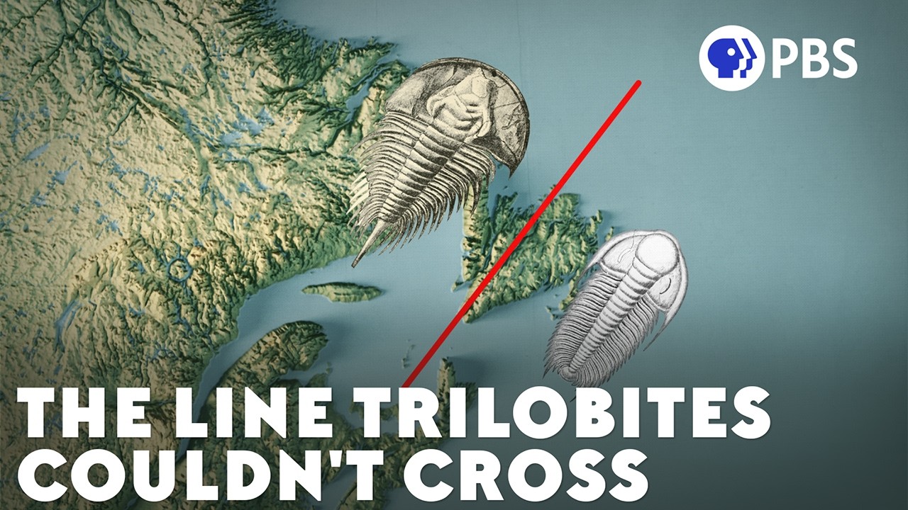 There's An Invisible Ocean Between These Fossils
