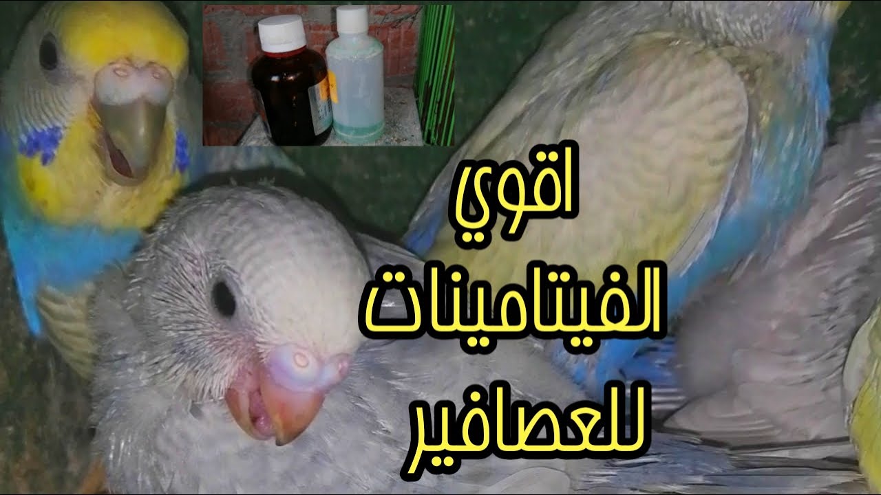 اقوي الفيتامينات والاملاح المعدنية لعصافير البادجي لمنع تساقط ريش الزغاليل الجرعة ايه واهم الاطعمة