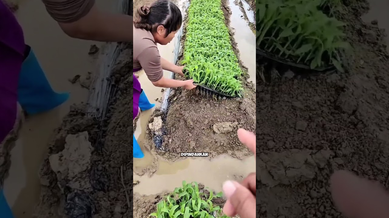 Menanam Jagung dengan Cara di semai #pertanian #petanijagung #tipsberkebun #caraunik #trikpintar
