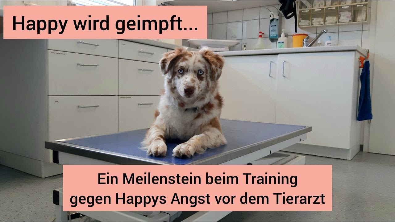 Happy wird geimpft | Hund kann dank Medical Training wieder ohne Angst zum Tierarzt