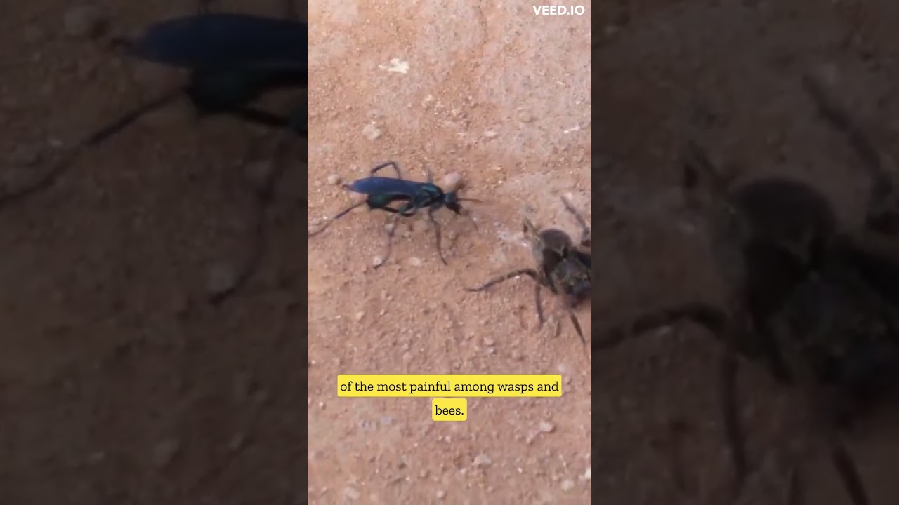 Unraveling the mysteries of the Hunting Wasp: the ultimate survivor.