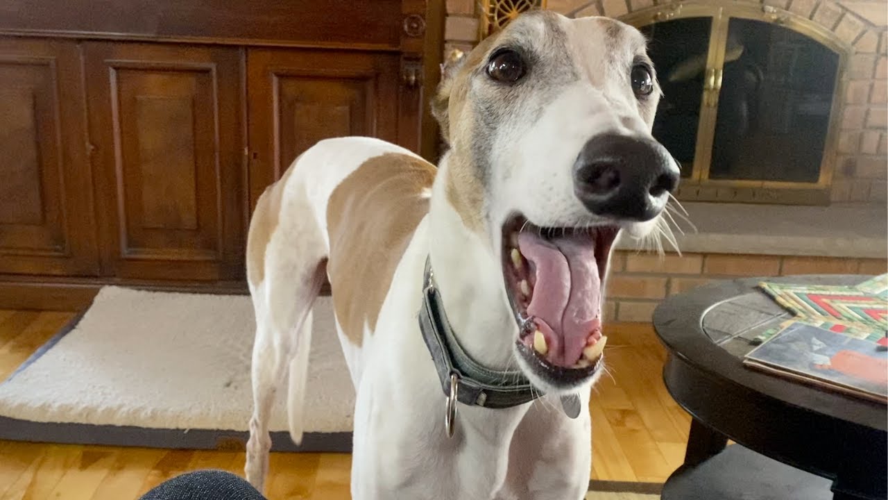 My greyhound serenades me every day.