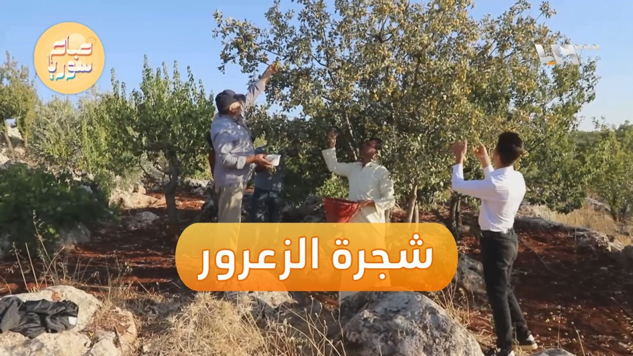 الزعرور فاكهة مطلوبة في إدلب | صباح سوريا