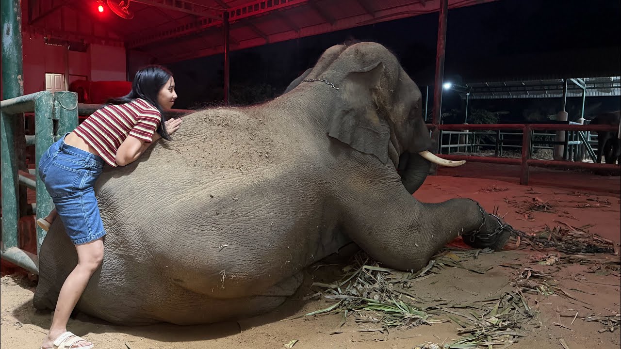 บัวบาน นาโน ชื่นใจ Elephant Thailand
