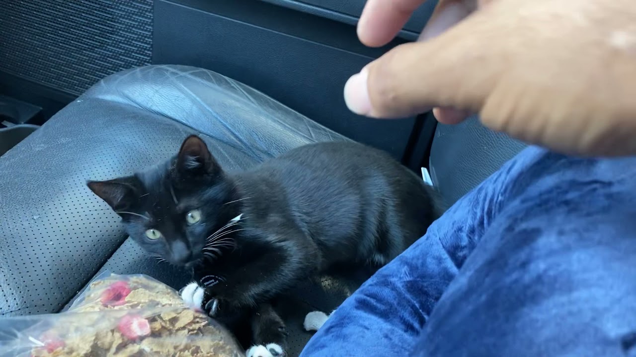 Gatito negro jugando 5