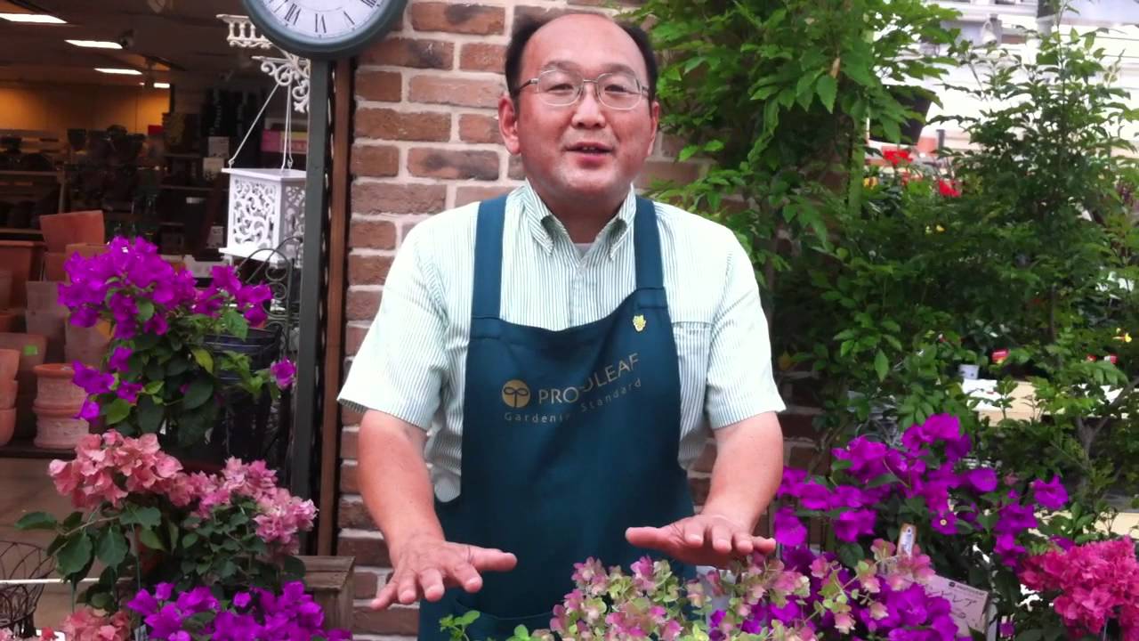 食用オレガノと花オレガノの違い