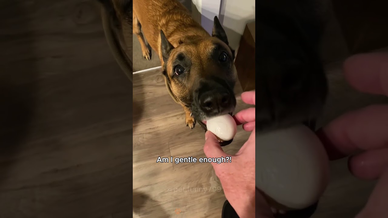 What&rsquo;s hidden under a Malinois&rsquo; cool look? 🐶😎 #dog #belgianmalinois #funny #animals #pet
