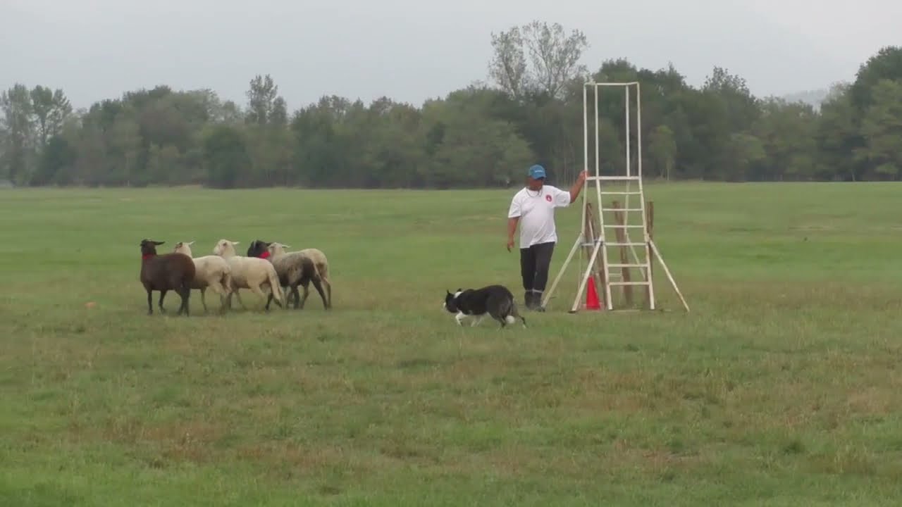 Ali Bakari & Jaff @Medeterranean Sheepdog Qualification.