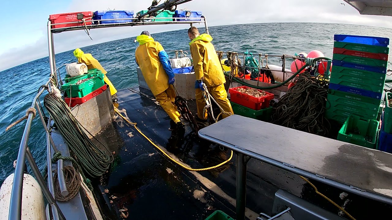 Deadliest Catch 2021 , fishing large Whelks Ireland