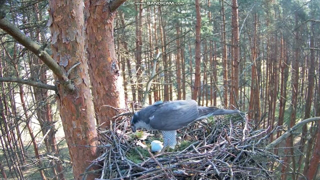 Jastrząb zwyczajny Kanakull Estonia -   Alla & Rudi & 🥚🥚 2026 03 30