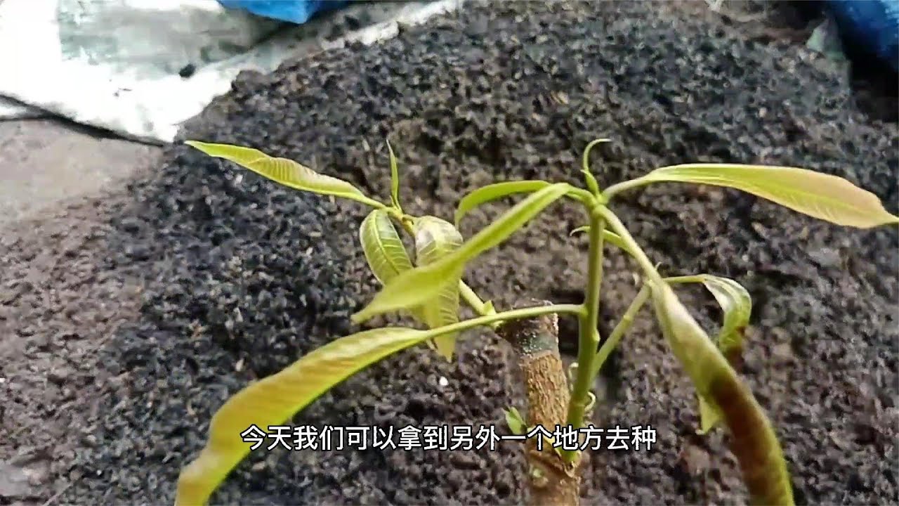 如何获得2个月的芒果插条以长出100％的厚芽