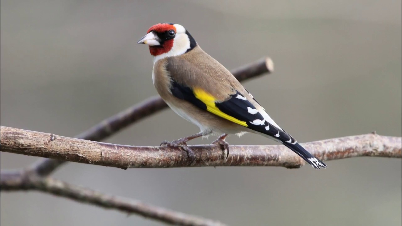 Bruissements d'ailes