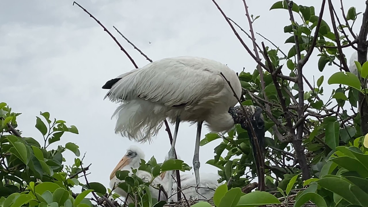 Visitando Wacodahatchee wet lands