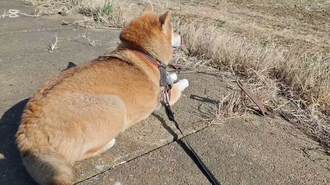 平和です！きなつくパトロール異常なし🐕🐶👮こんな日常が良いですね🥰#柴犬#柴プー#可愛い犬#幸せな時間
