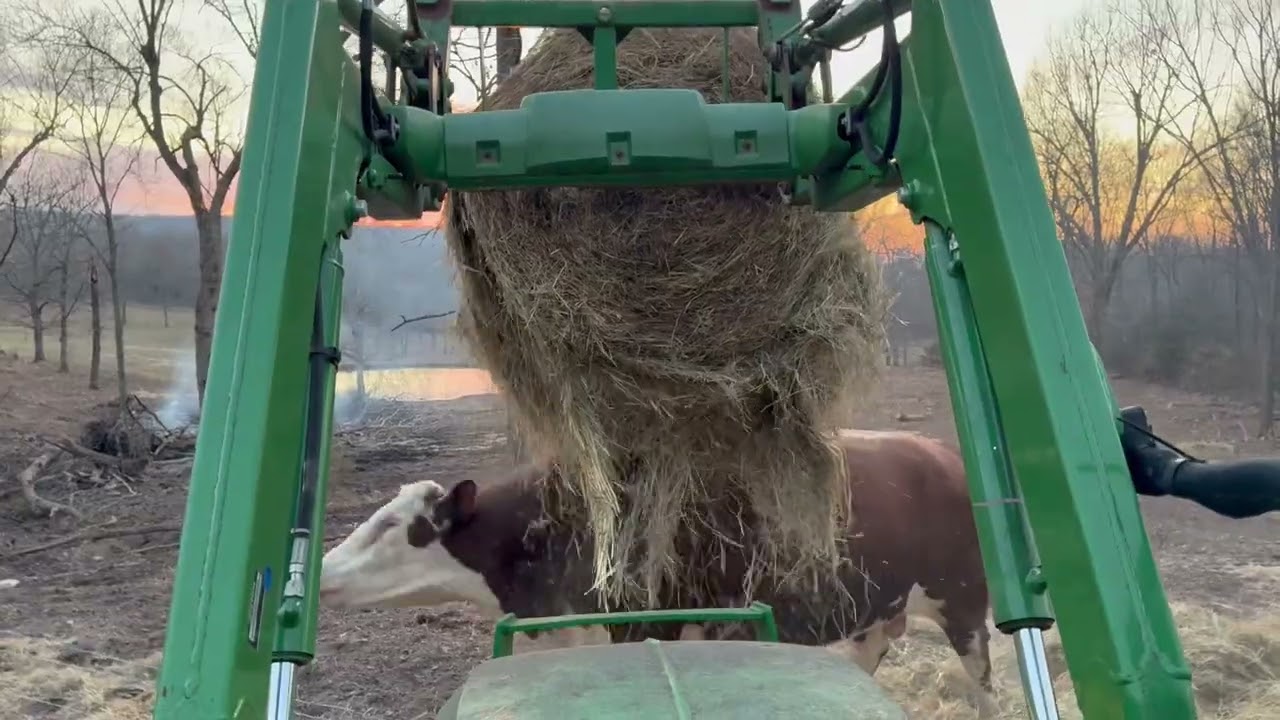 Rufus made one worse case scenario  into two. #rufusthebull #cow #bull 