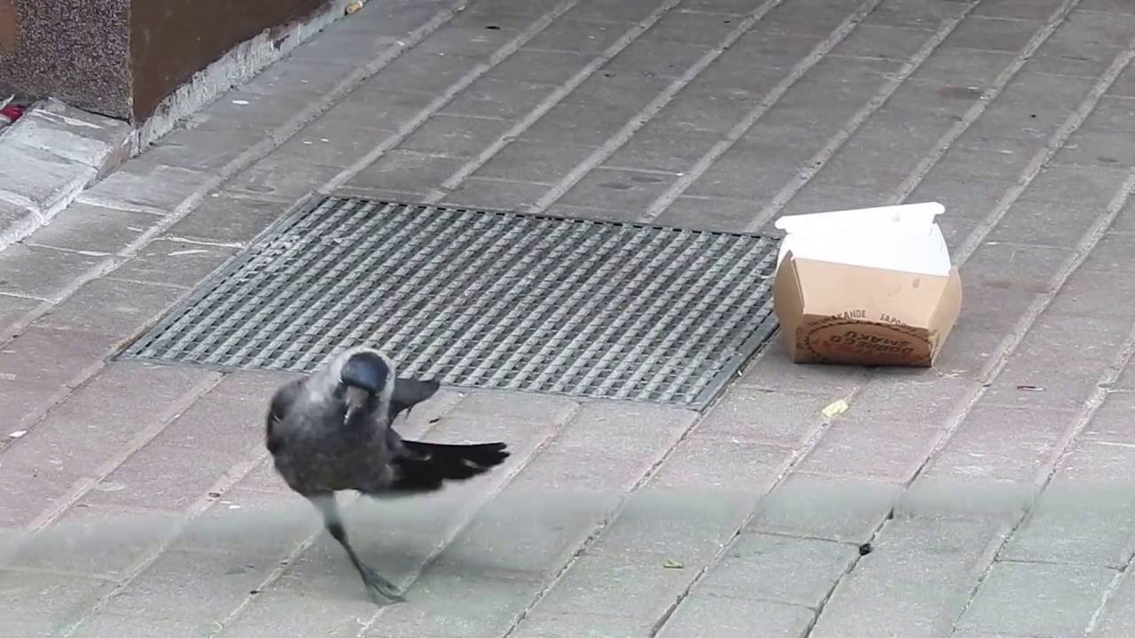 Kawka kulawka