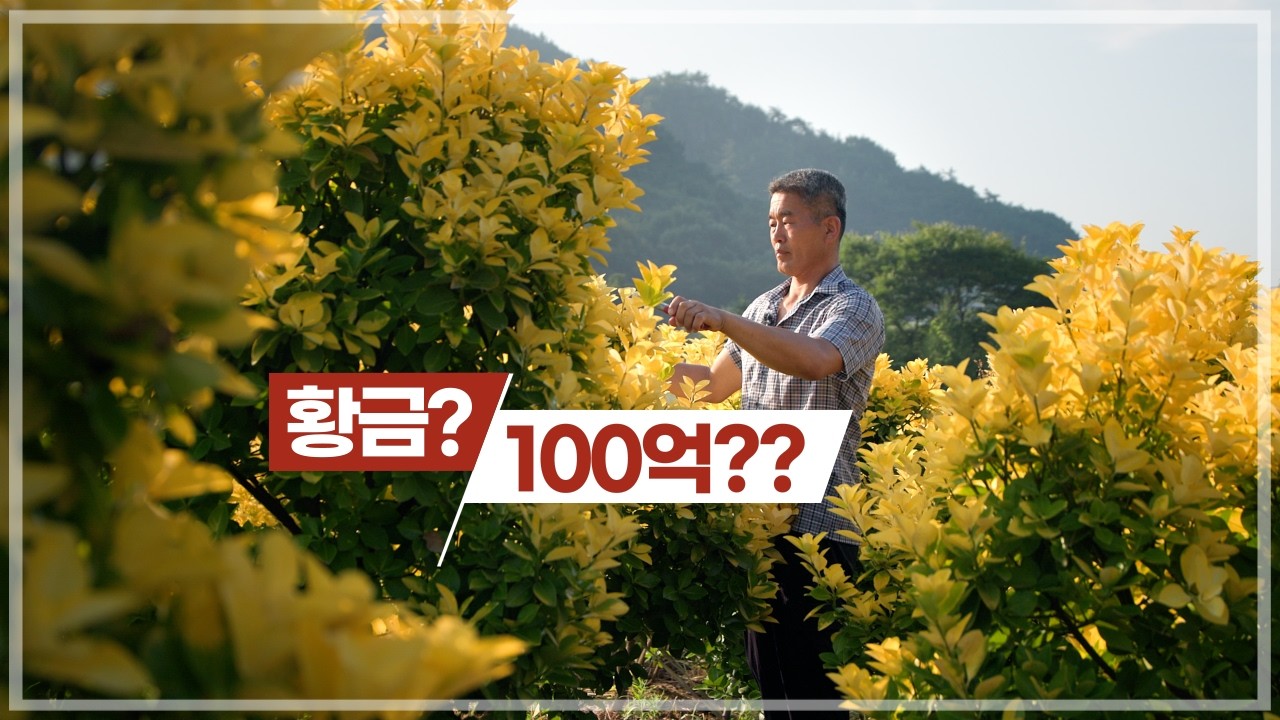 전국 최대 황금 사철 농장 재배 비법 대공개, 삽목부터 양액재배까지, 재배 비법 대공개