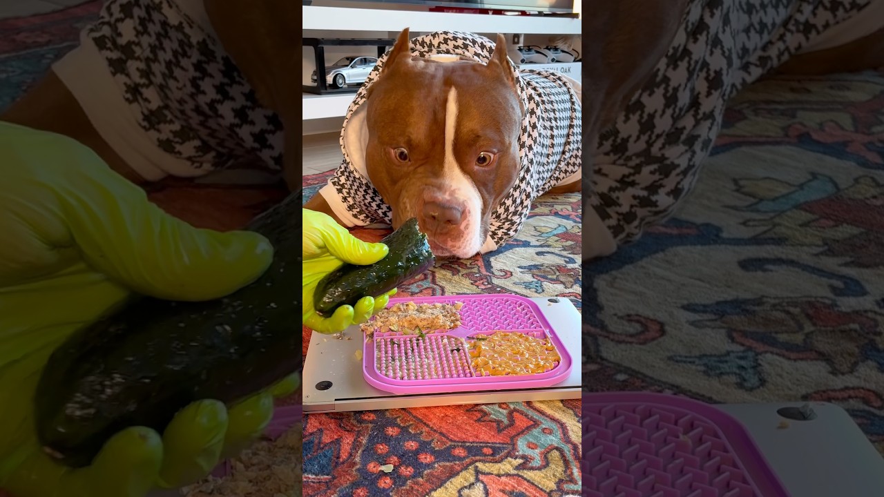 Breakfast for Choco🤎