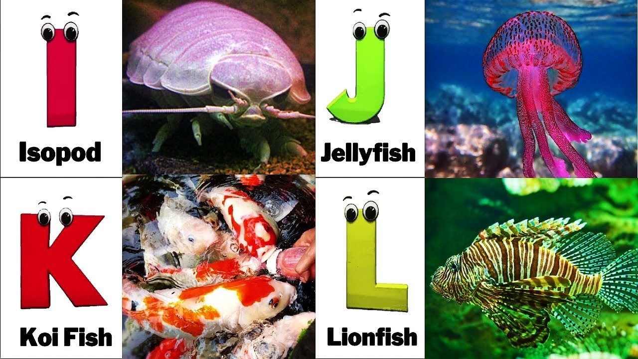 Alphabet Song with Sea Animals | ABC Learning Video for Preschool Kids | Koko Study Class