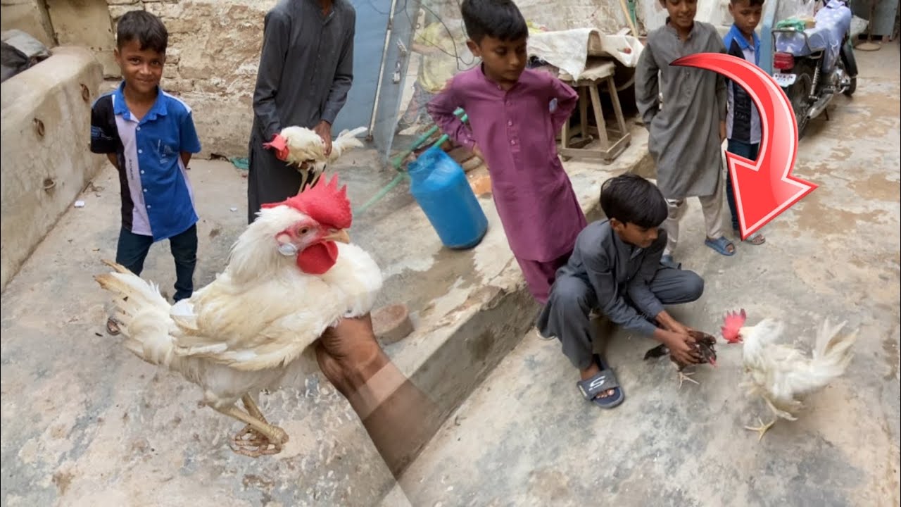 Farmi murge ke takkar Ka Murga a Gaya 😱