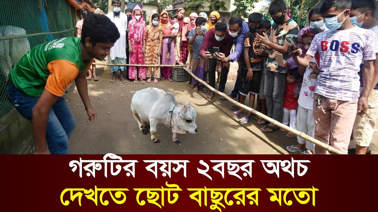 বিশ্বের সবচেয়ে ব্যতিক্রম ও অদ্ভূত গরু | Strangest cow in the world.