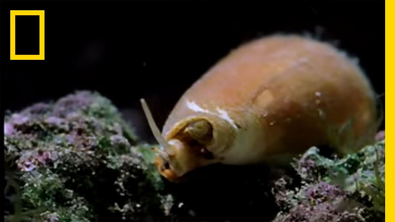 Poison in a Cone | National Geographic