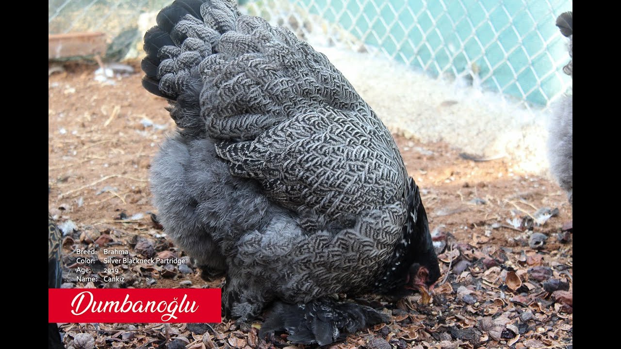 Karayaka Dark Brahma - Yeni renk nasıl üretilir?