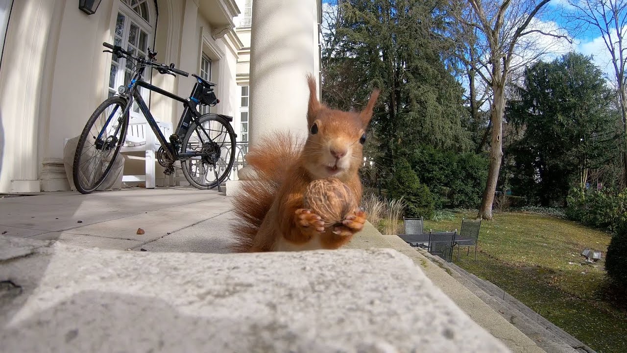 Das Kanzleieichhörnchen mit etwas Pech