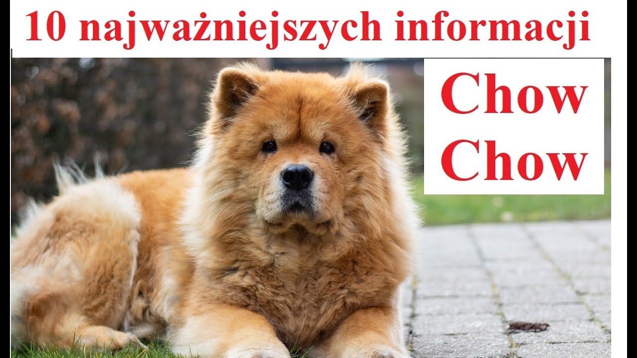 Chow Chow - 10 najważniejszych informacji