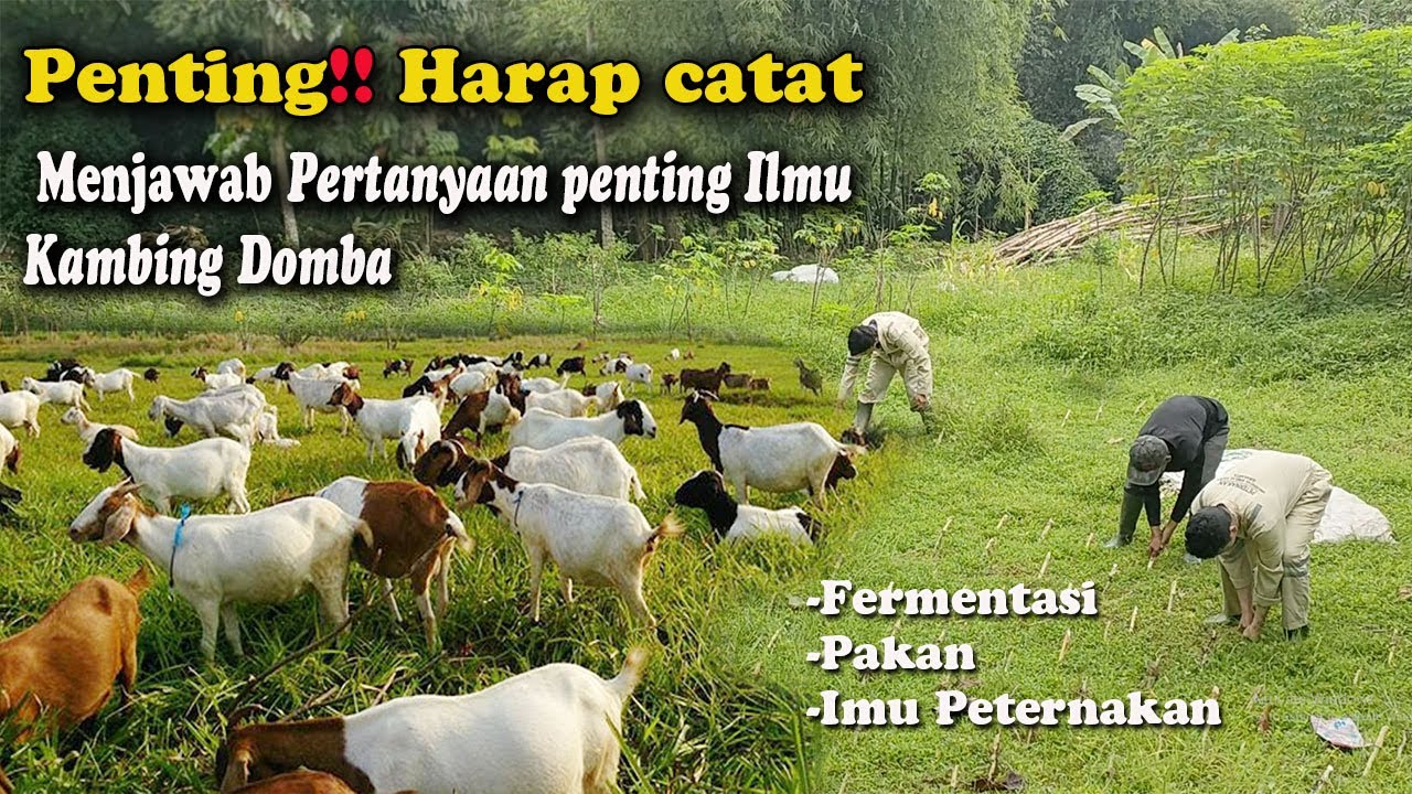 Penting!! Peternak Pemula wajib tahu agar sukses beternak kambing dan domba