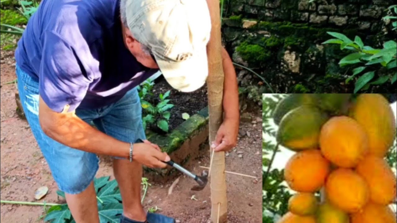 Veja Como Fazer Mamão Macho dar Bons Frutos!! @brasildahora