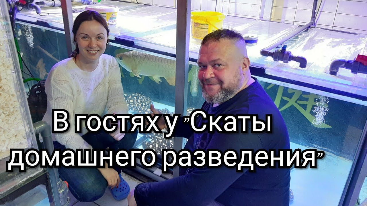 скАтоферма. Разведение скатов. В гостях у 
