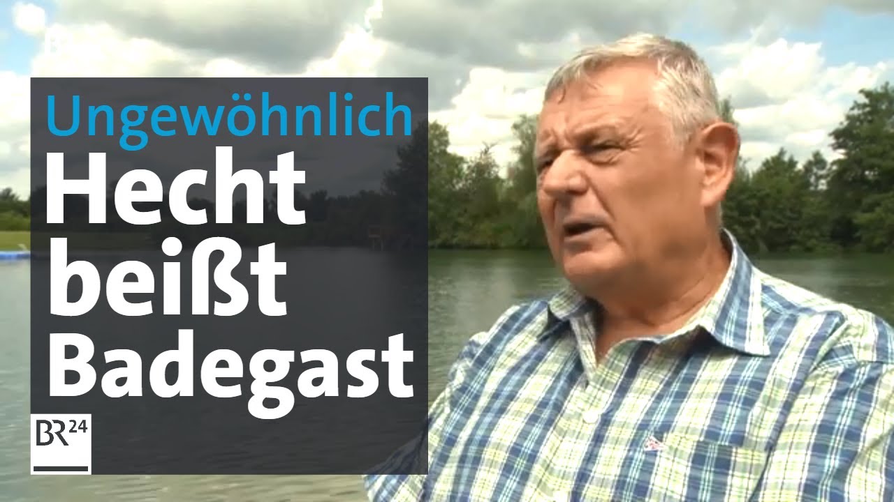 Bissige Fische an Badeseen | Abendschau | BR24