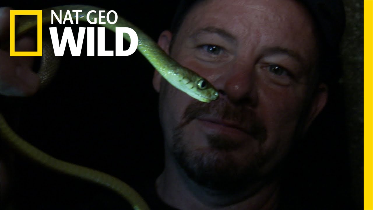 Tree Snake Night Hunt | Python Hunters