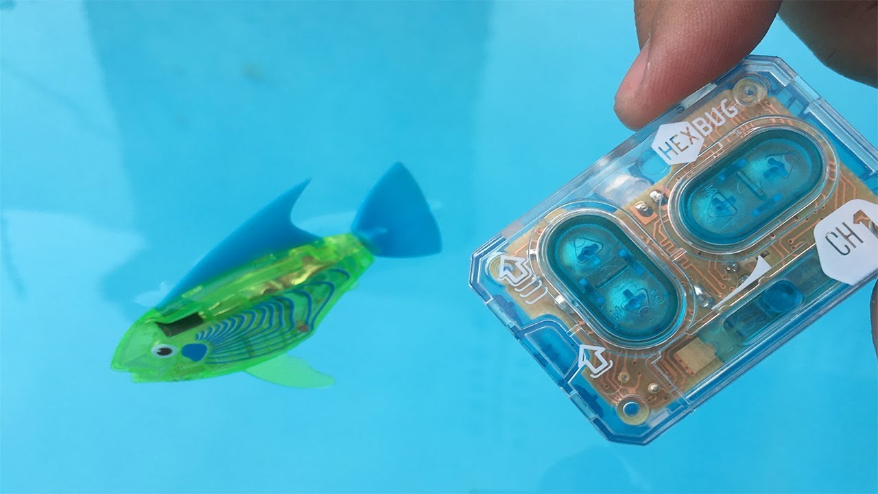 COMPREI UM PEIXE DE CONTROLE REMOTO E COLOQUEI NA PISCINA!!